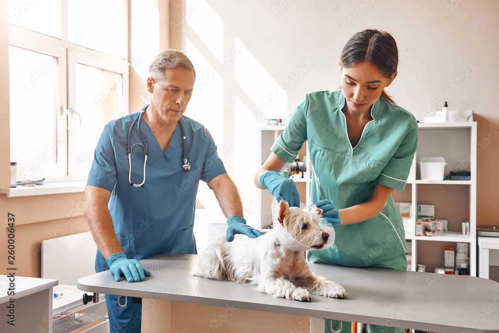 Veterinary Clinics