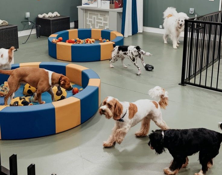 Pet Businesses and Dealers